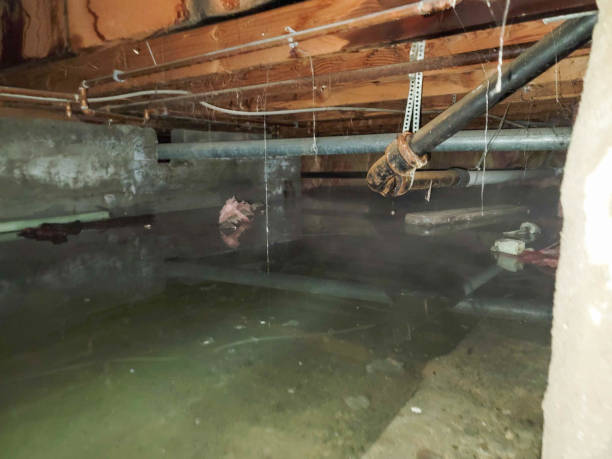 Best Carpet water damage restoration  in North Weeki Wachee, FL